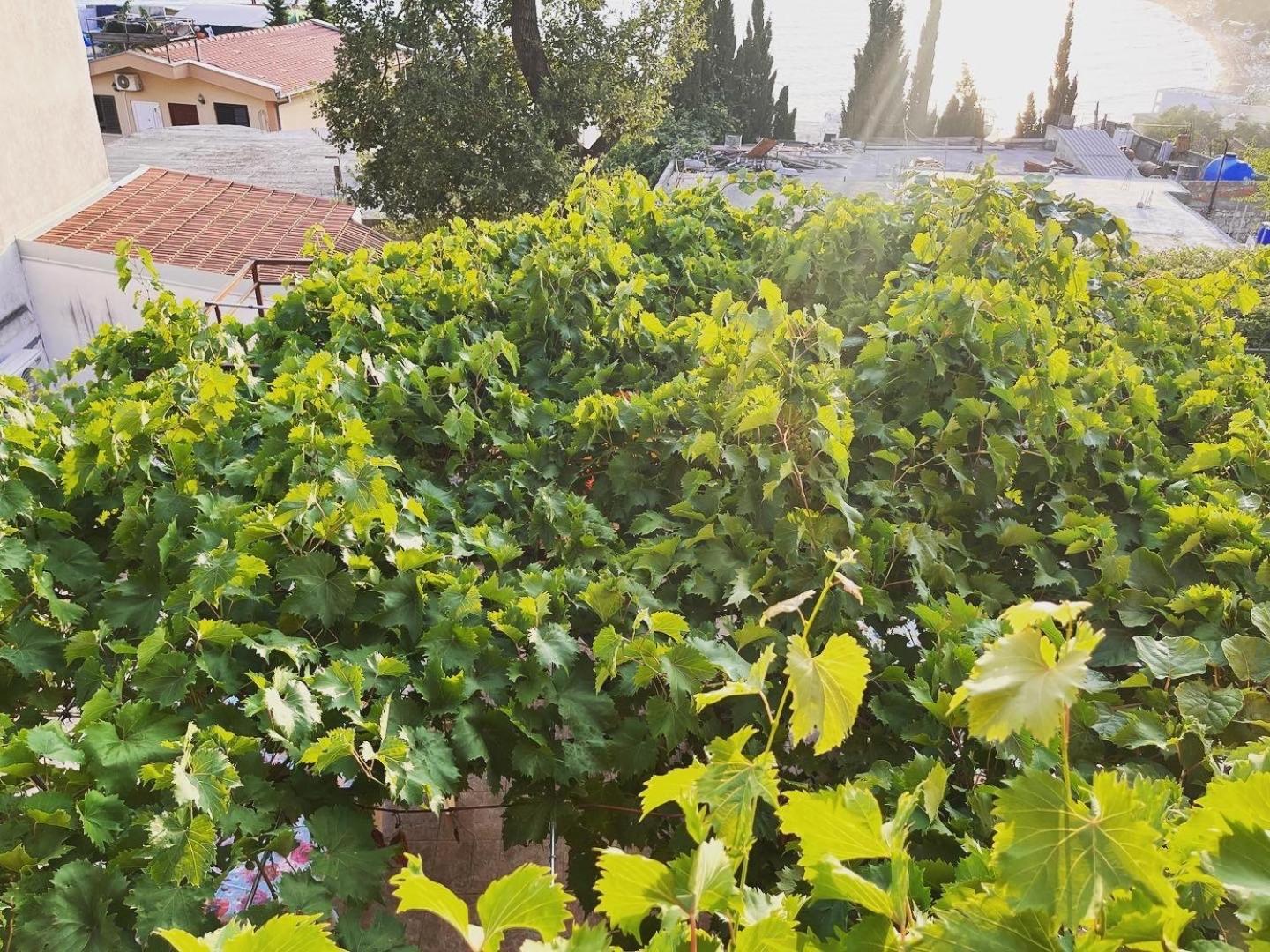 Apartments in villa Viktoria Sutomore Esterno foto