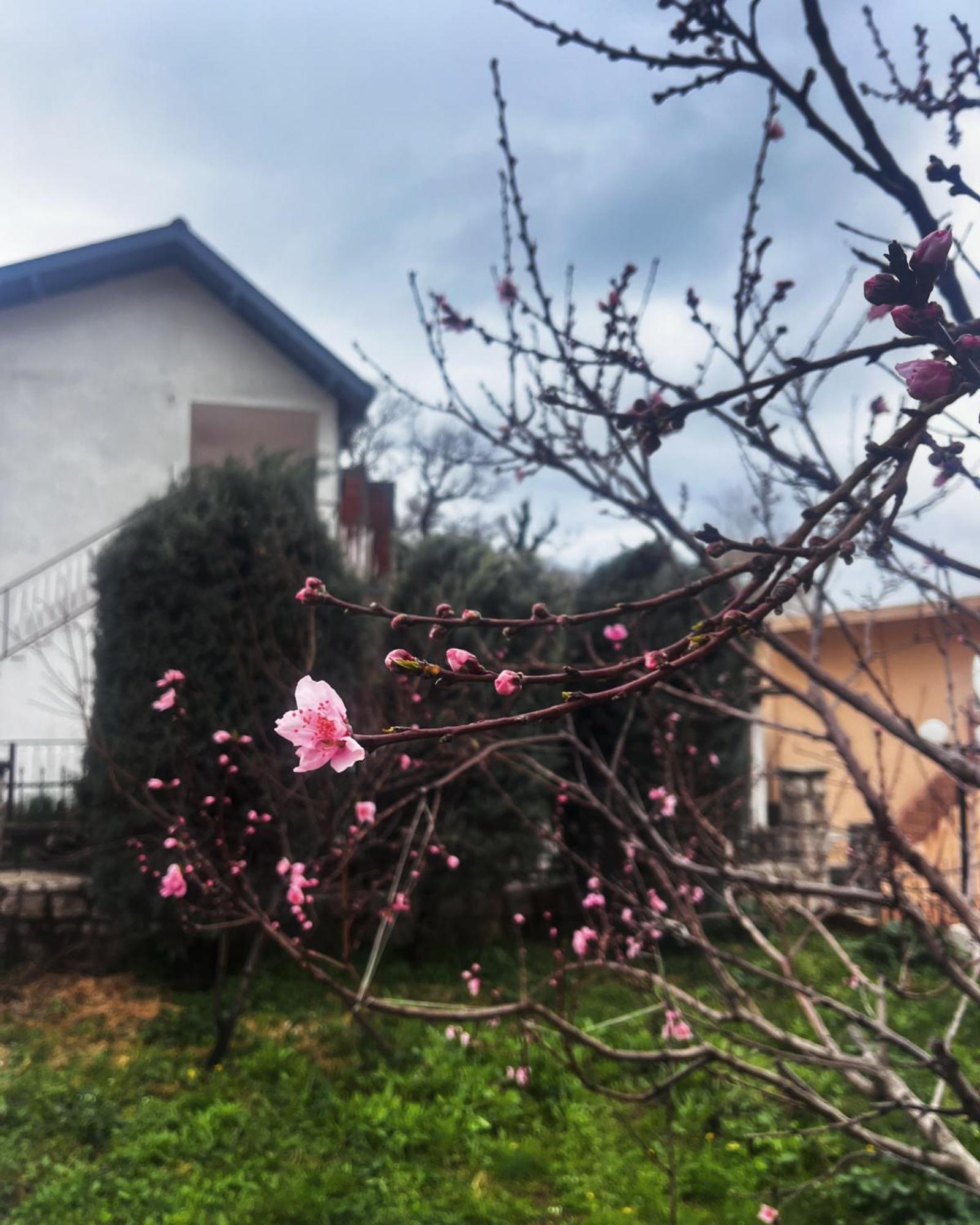 Apartments in villa Viktoria Sutomore Esterno foto
